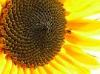 Sonnenblume